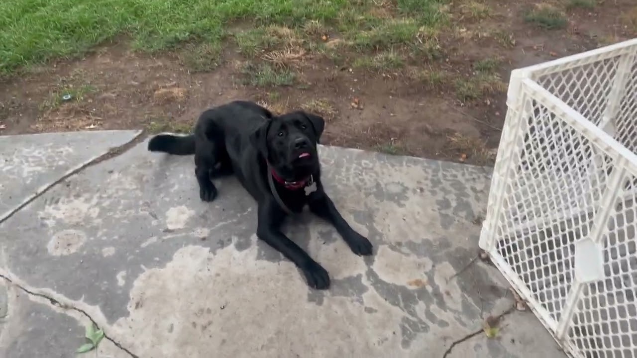 Fetch with ecollar to build Dog's impulse control thru exercise.