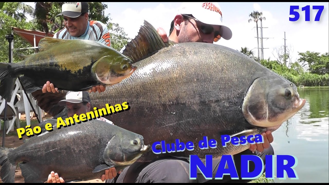 Tambas no p&atilde;o e nas anteninhas no Clube de Pesca do NADIR - Fishingtur na TV 517