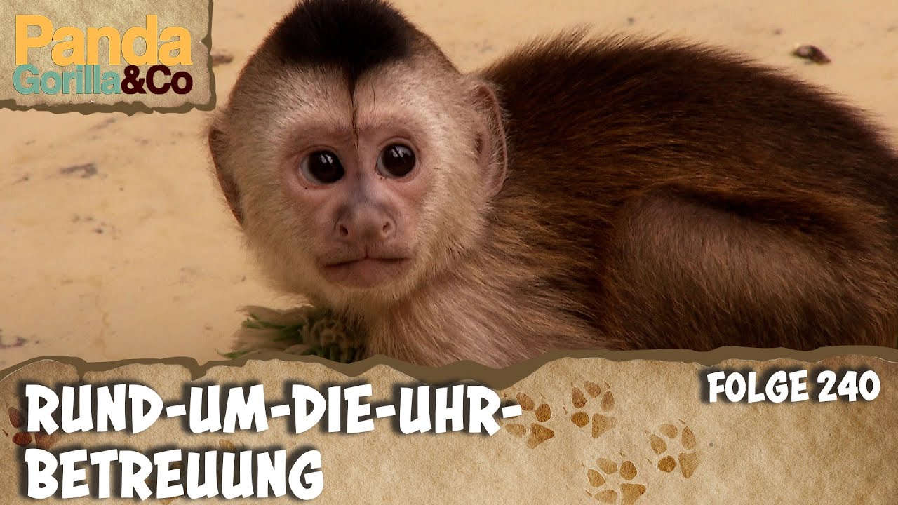 Morgenstund hat Gold im Mund | Panda, Gorilla & Co.