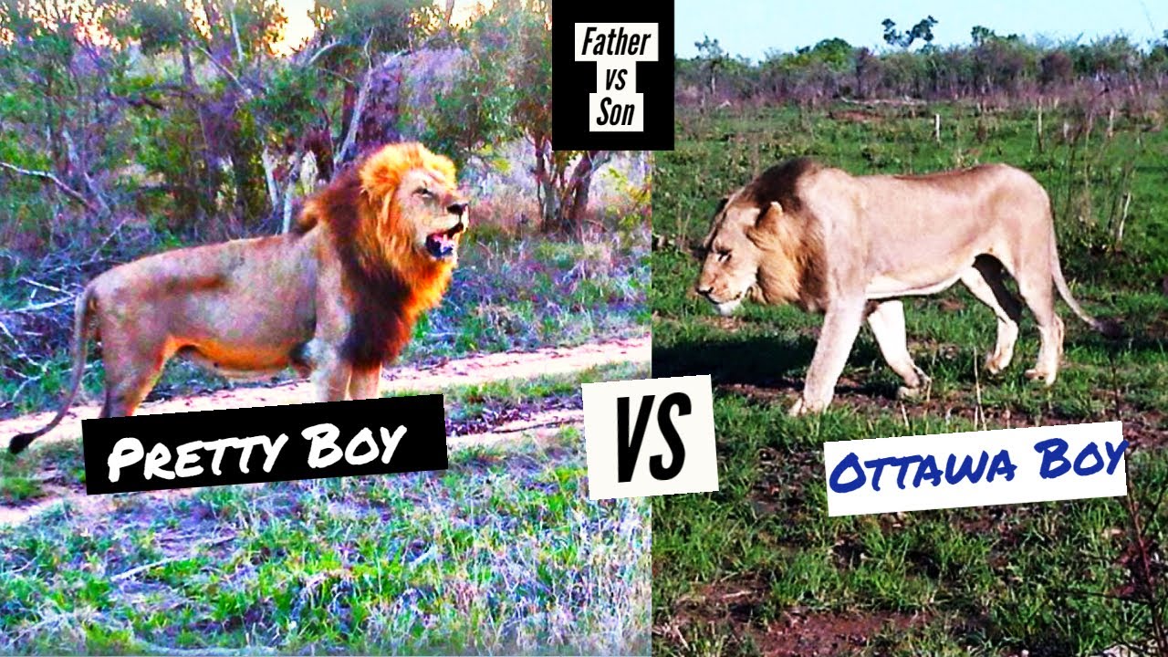 Pretty Boy Mapogo vs Ottawa Boy (Father vs Son)