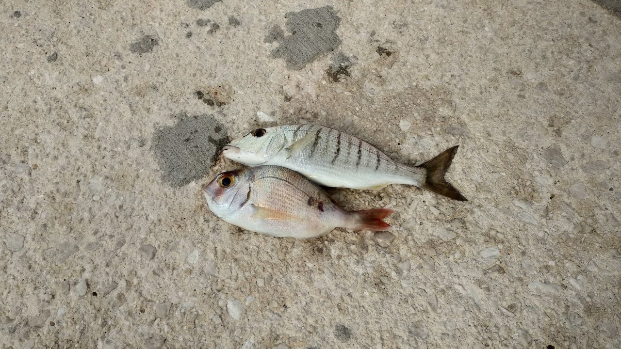 Beach legerding🎣με πολλές τσιμπιές και αρκετά ψάρια🔝🎥