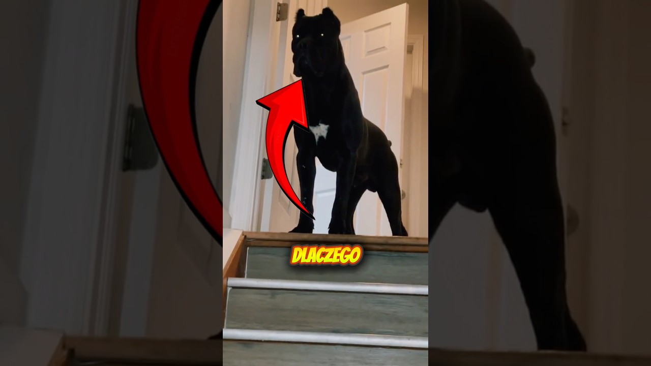 Dlaczego Powinieneś Mieć Cane Corso😮&zwj;💨🦮