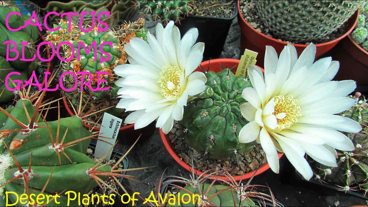 Cactus Flowers GALORE, Gymnocalycium, Thelocactus & MORE #cacti #cactus #cactos