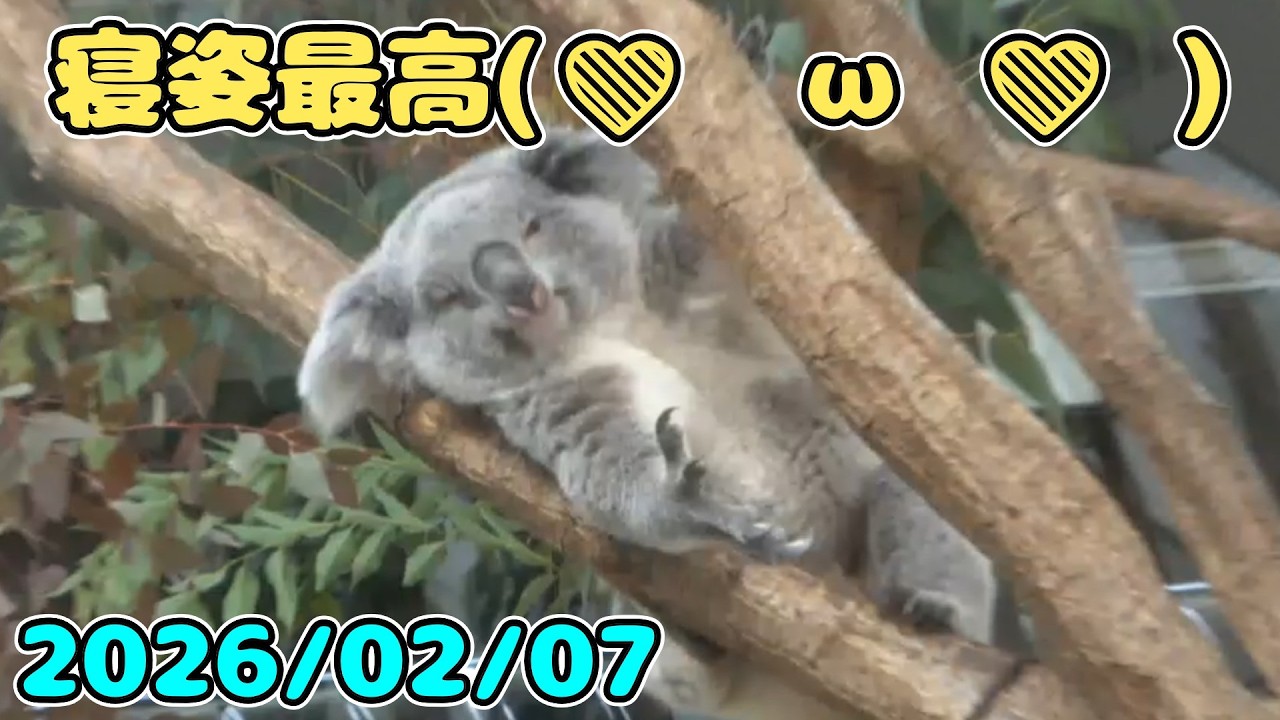 さちちゃんの寝姿カワイイです2026/02/07