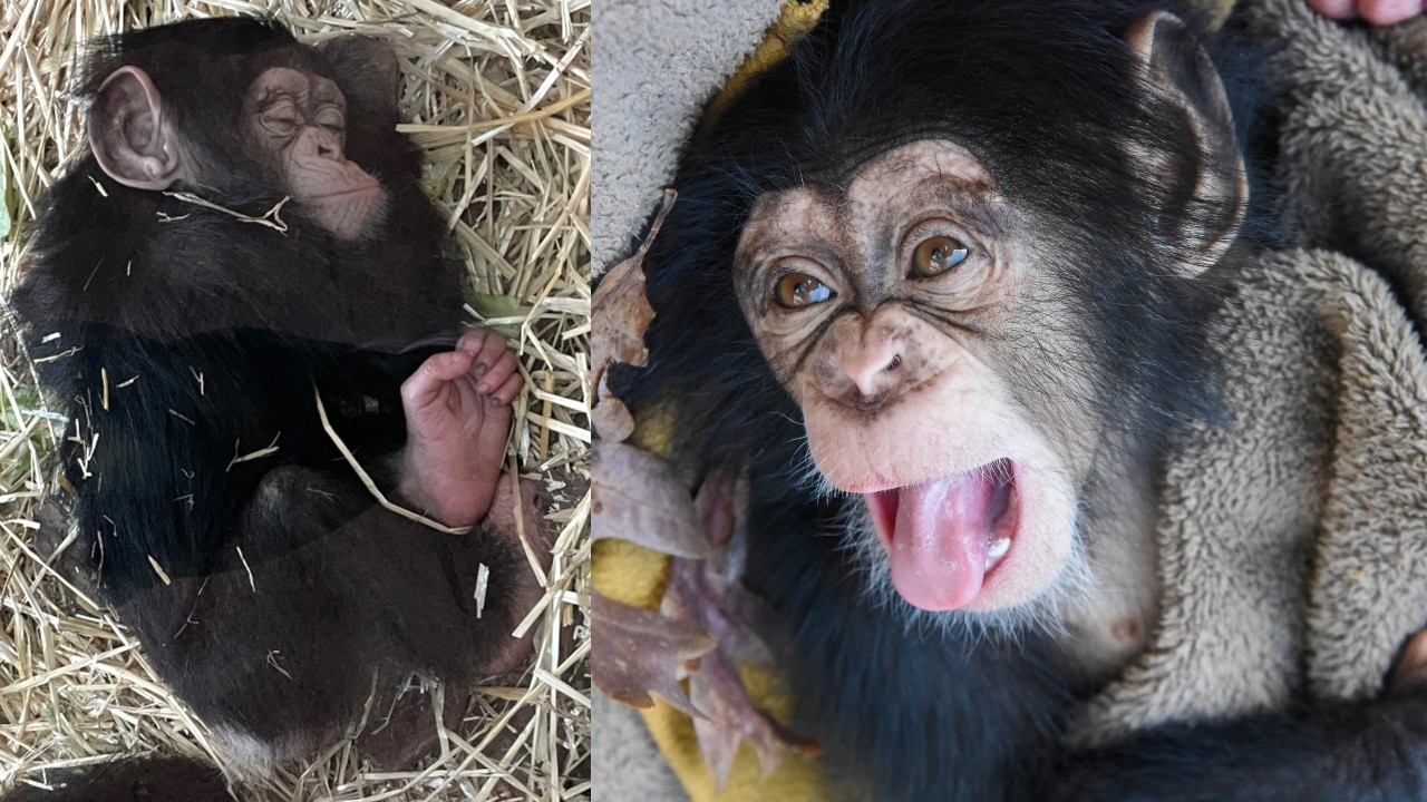 From Fragile to Fearless: Baby Chimp Ivy’s Heartwarming Journey