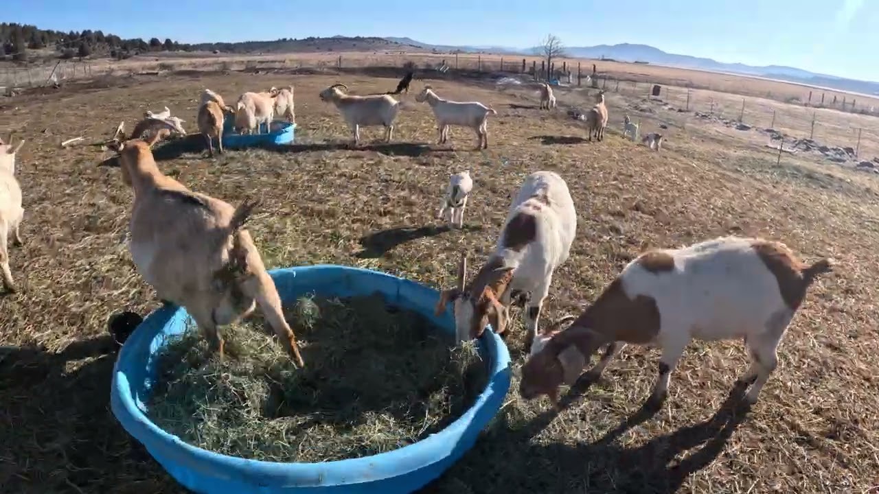 More baby goats