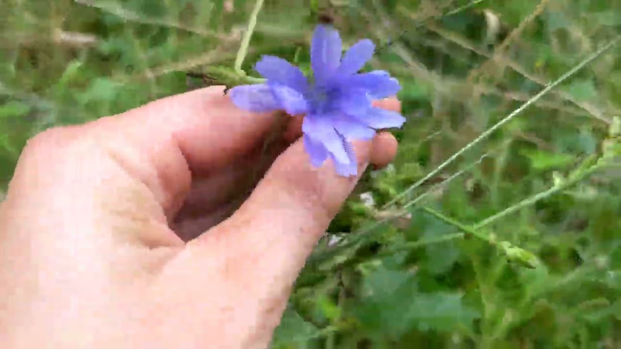 Chicory in the wild!
