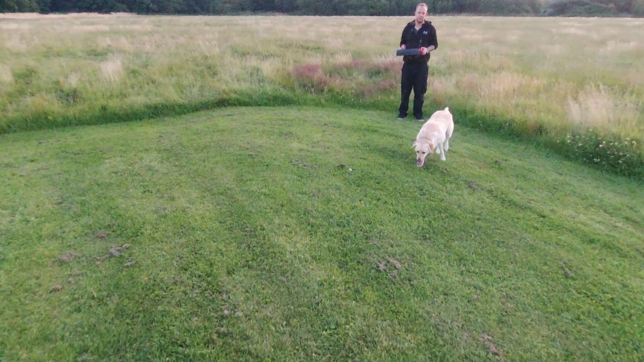 Dog chases drone