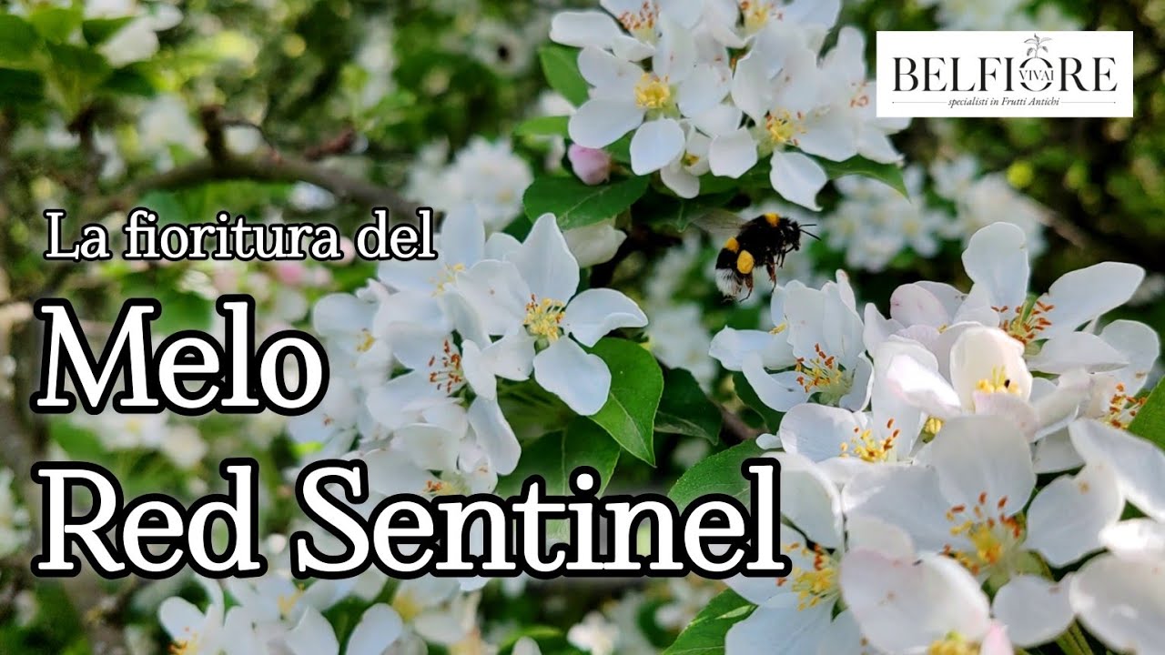 Melo RED SENTINEL, bellissimo anche in fioritura!