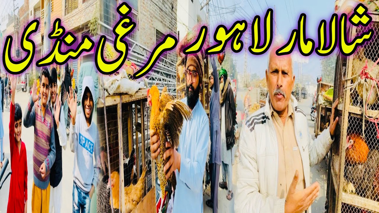 Ando Wali Murghi Shalimar Sunday Bazaar Latest Price Update 2 Feb 2025 Lahore Pakistan