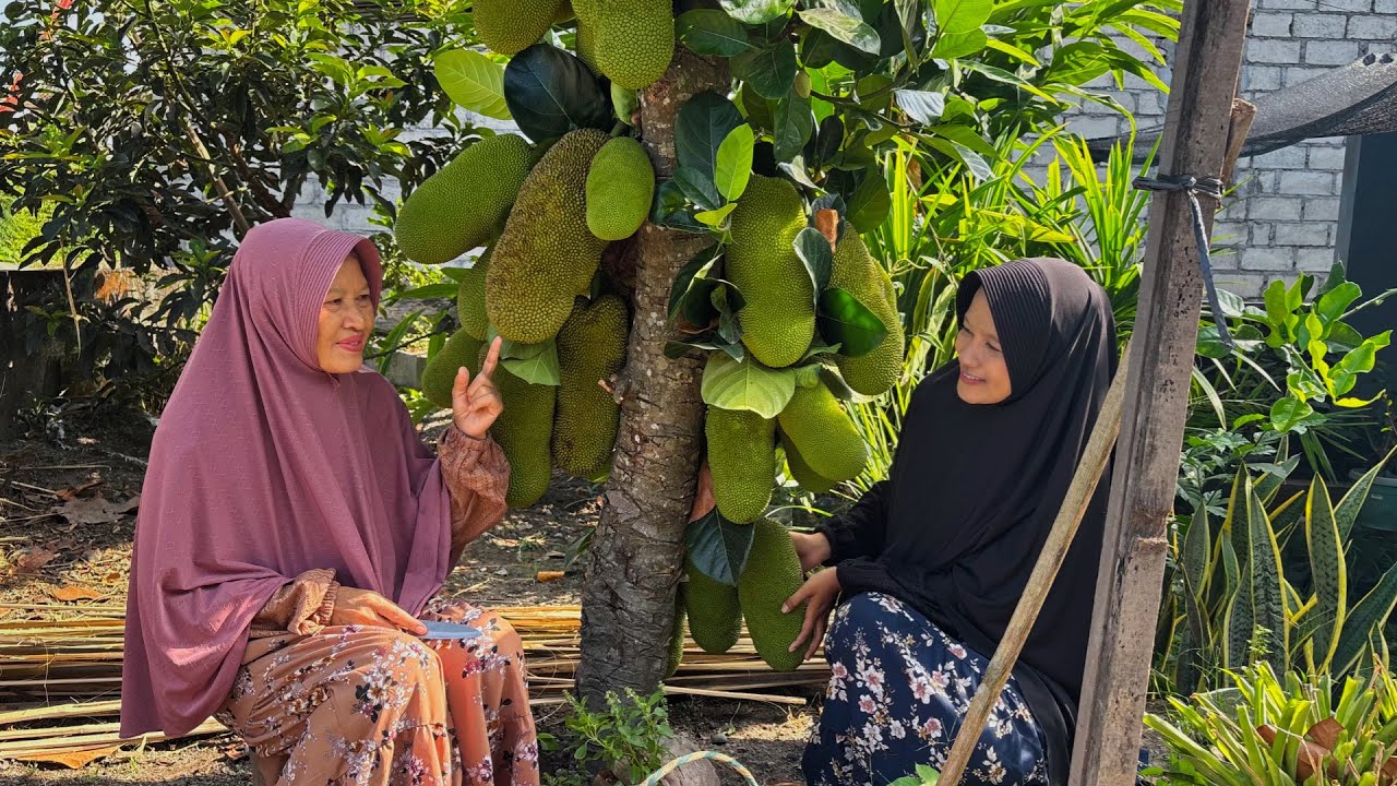 Memetik Cempedak di Kebun | Masak Tumis Cempedak, Nila Goreng, dan Cenil Singkong
