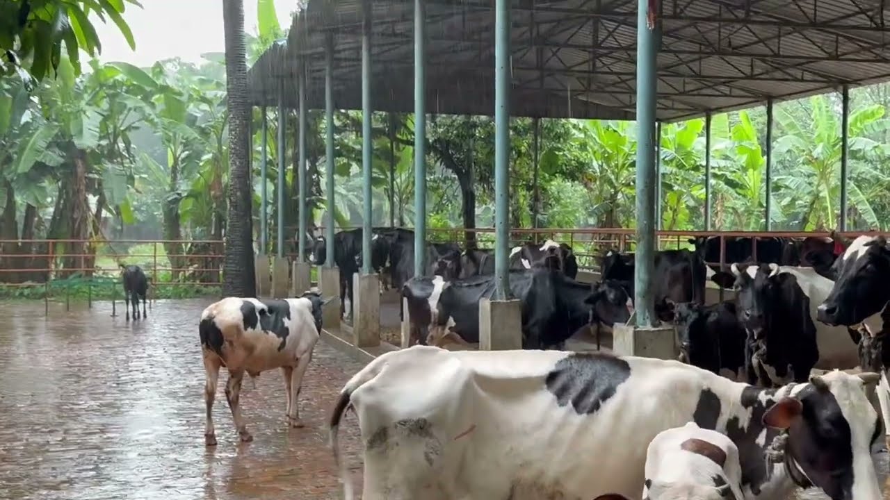 Healthy Cows, Natural Feed (Enjoy Rain) | স্বরূপ অ্যাগ্রো - গরুর যত্ন ও প্রাকৃতিক খামার জীবন