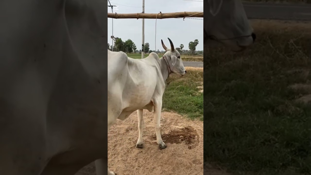 លក់មេគោមួយ