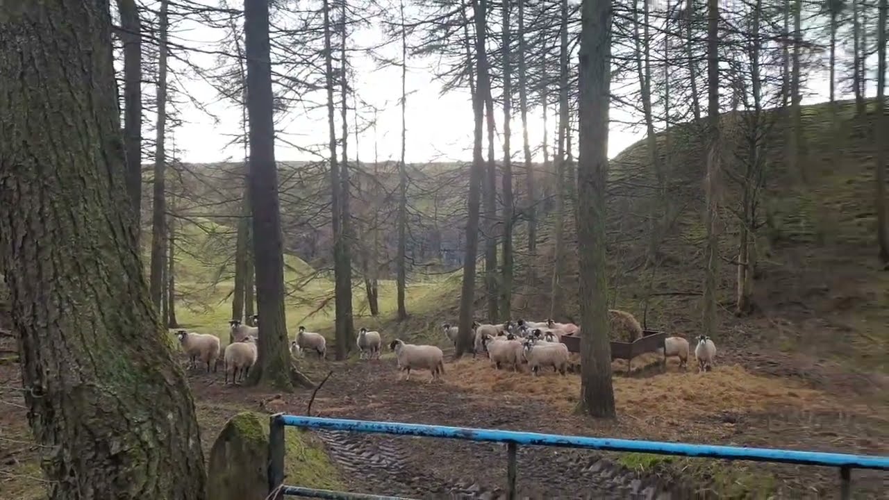 Weardale  walks , sound burn woods