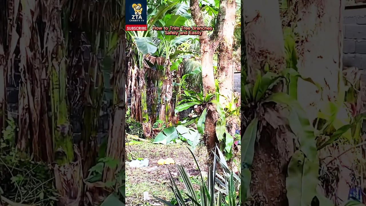 How to Trim Tree Branches Safely and Easily