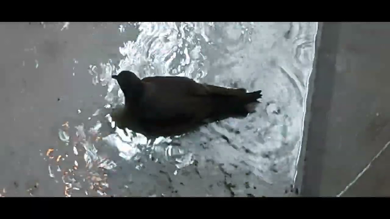 #11 Saving the birds on the ship/Salvandole la vida a los p&aacute;jaros en el barco #marinerodcuba
