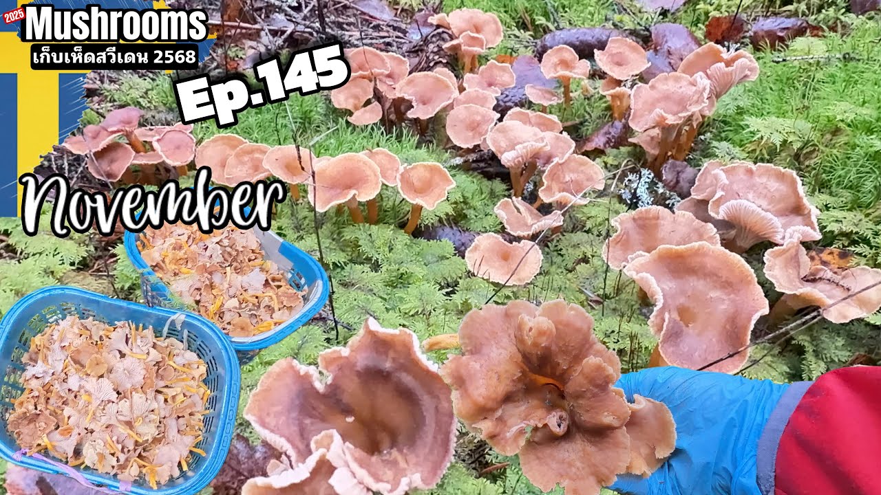 Ep.145 เห็ดสวยเหมือนดอกไม้ พฤศจิกายน ยังเก็บเห็ดได้ ป่าสวีเดนเขต Värmland เห็ดสวย ป่าสวยมาก