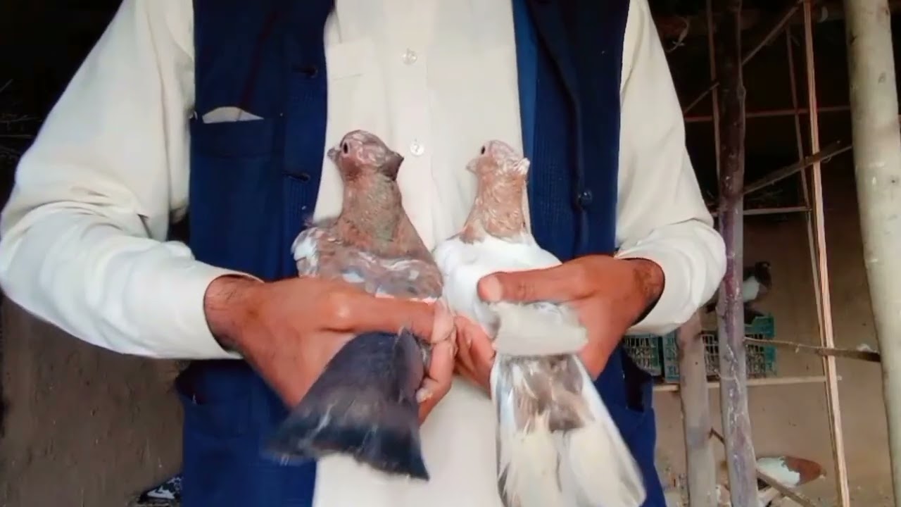 آج میں نے اپنے کھڈے سے چار بریڈر جوڑوں کا شوق کروایا | آپ کو کون سا جوڑا پسند آیا؟