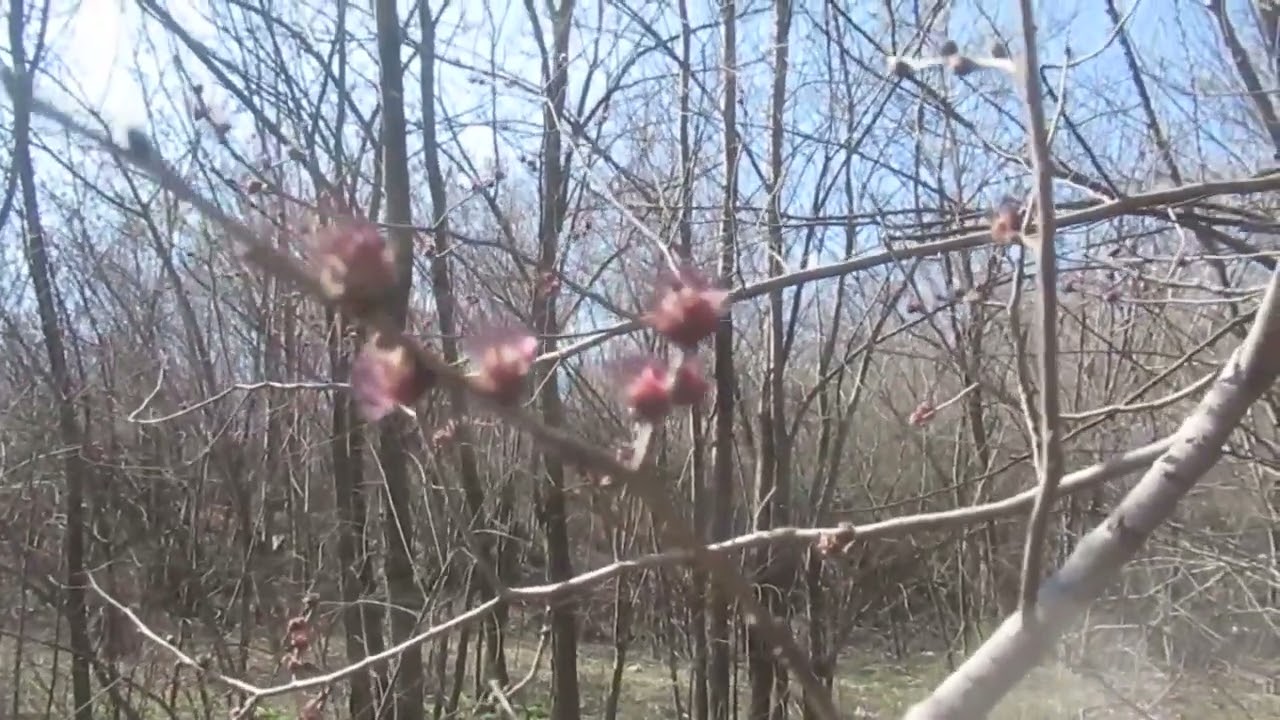 Проблемы с выменем козы: кровь в молоке!