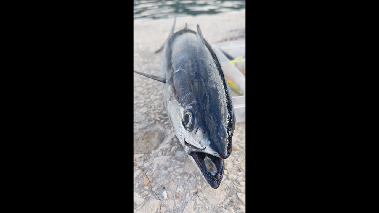 Adriatic Sea Luc (Little tunny lat. Euthynnus alletteratus on Ultralight, Selce