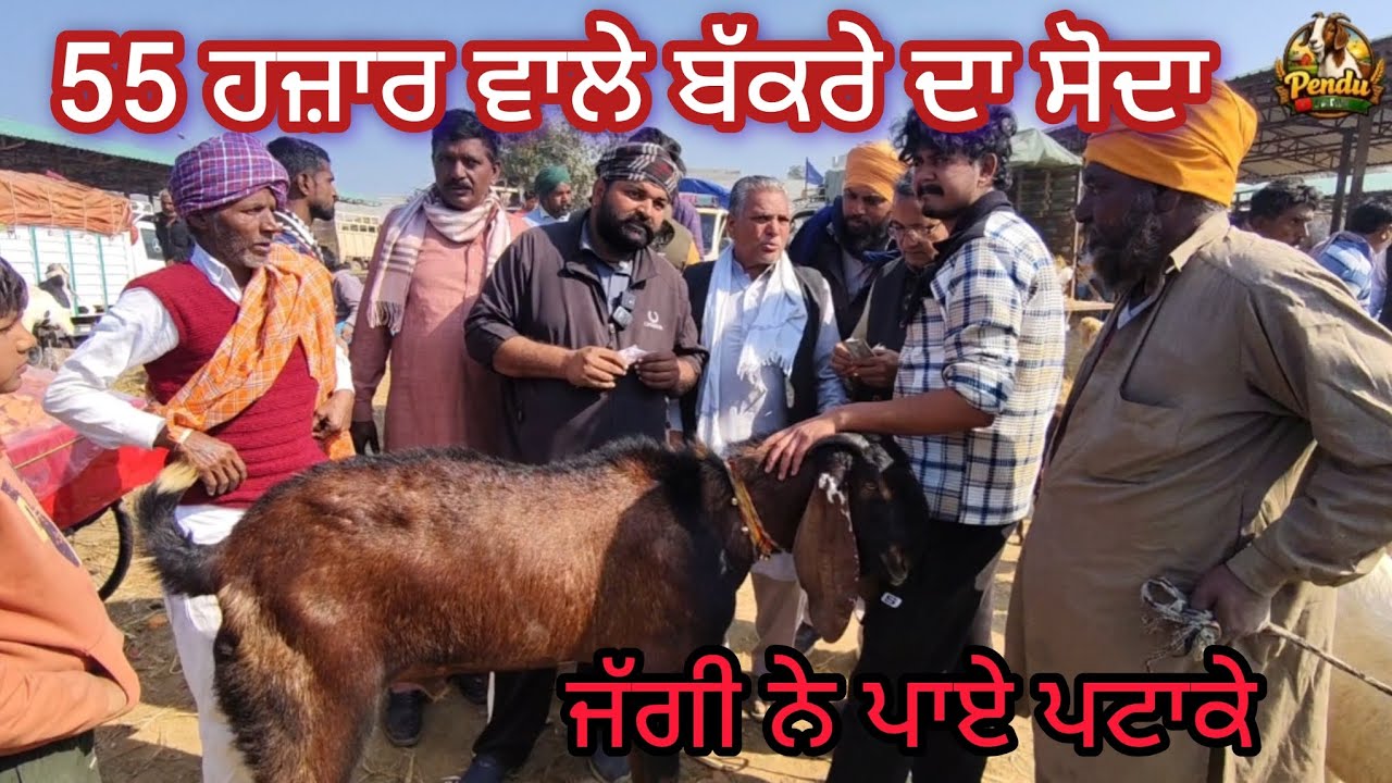 55 ਹਜ਼ਾਰ ਵਾਲੇ ਬੱਕਰੇ ਦਾ ਸੋਦਾ Maur Bakra Mandi #live_sauda #goatfarm #jaggi #farming #dairyfarm #raju 