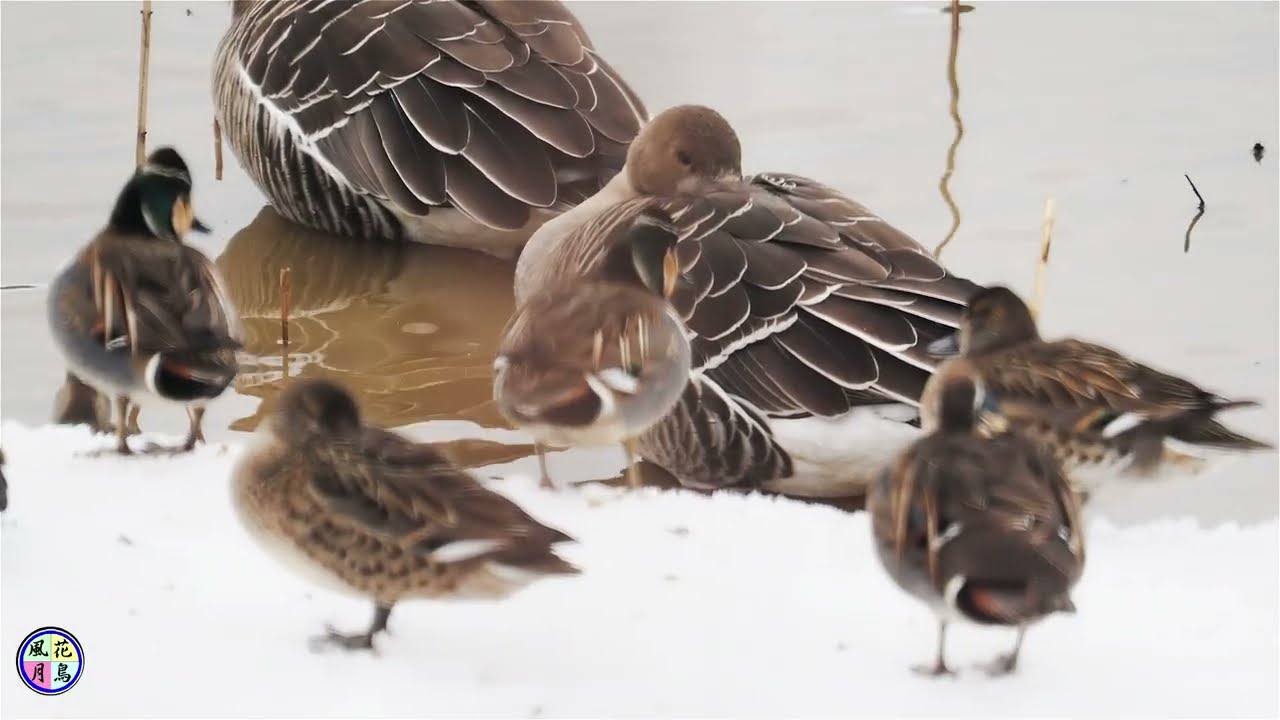 野鳥動画　雪積もる中でトモエガモ