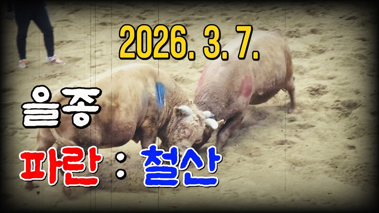 청도소싸움 2026. 3. 7. (토) 제12경기 을종(701~800Kg) 파란 / 철산