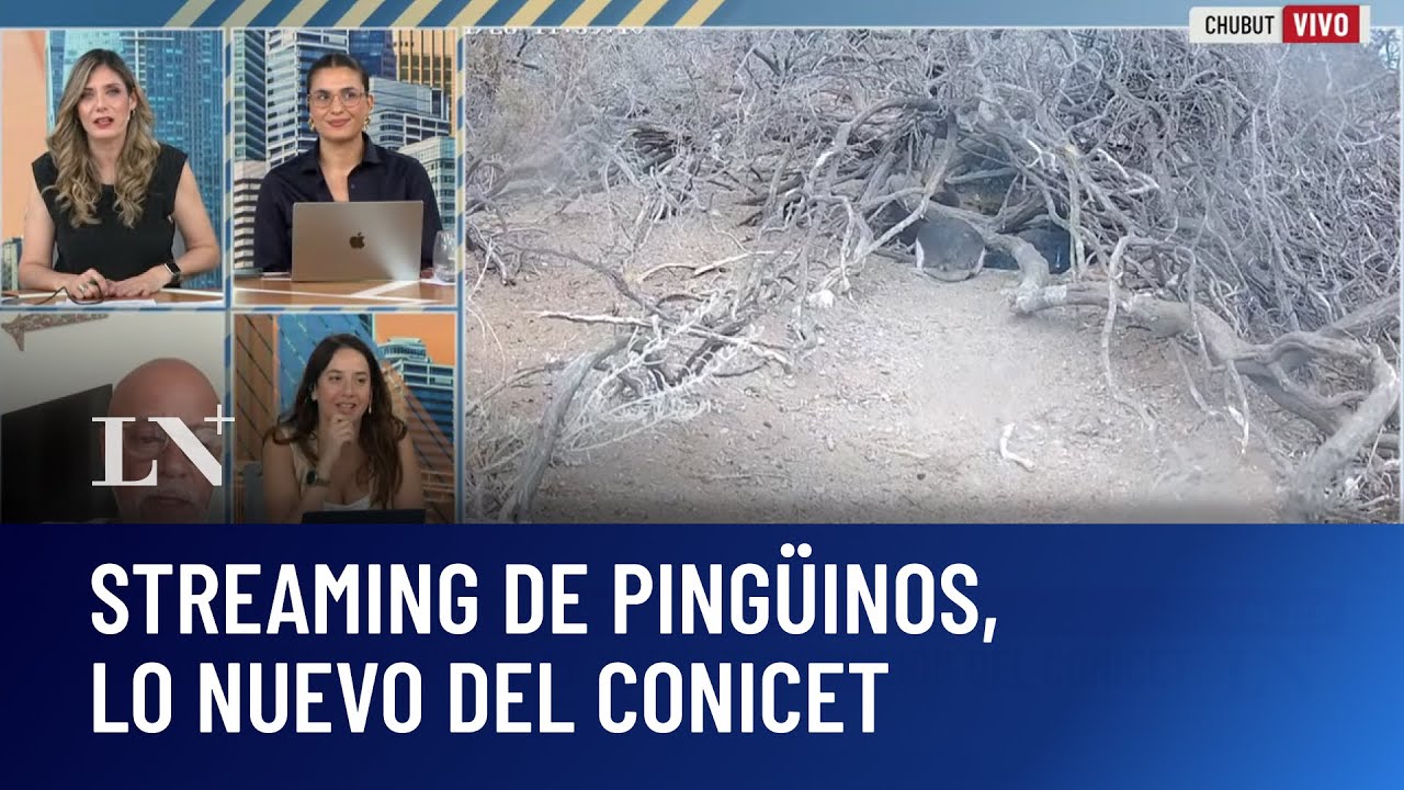 En vivo: espiamos a los pingüinos del streaming; la nueva apuesta del Conicet en Chubut