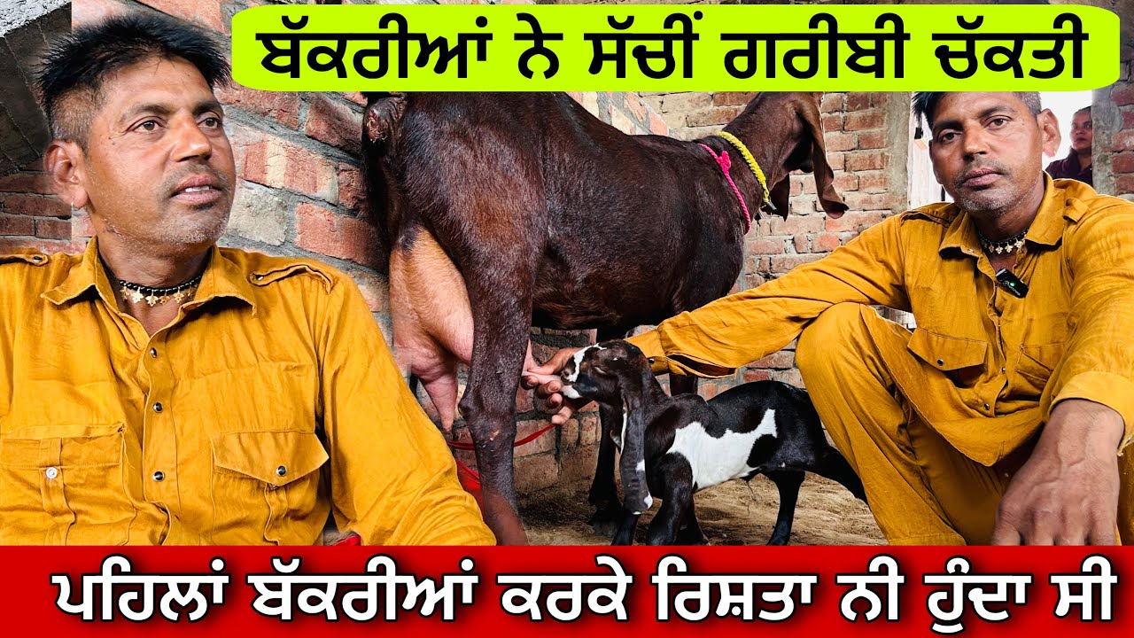 ਬੱਕਰੀਆਂ ਨੇ ਸਾਡੇ ਫਾਰਮ ਦੇ ਲੈਟਰ ਲਵਾਏ ਆ । ਸਾਨੂੰ ਬੱਕਰੀਆਂ ਕਰਕੇ ਕੋਈ ਰਿਸ਼ਤਾ ਨੀ ਕਰਦਾ ਸੀ ਤੇ ਅੱਜ …ਫੁੱਲ ਕਿਰਪਾ ।