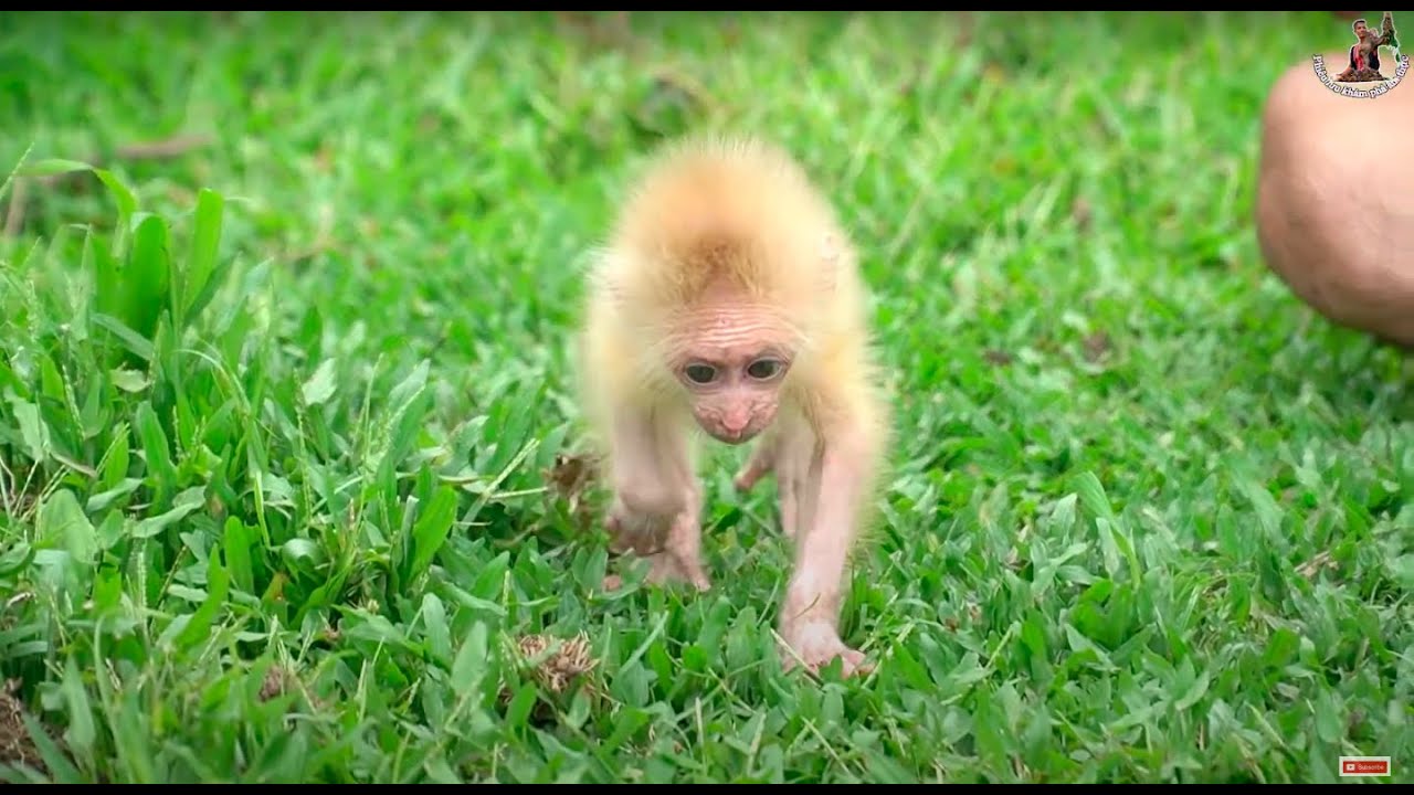 Hành Trình Xuyên Đêm Giải Cứu Khỉ Con • Journey To Rescued Monkey Baby - Part 5