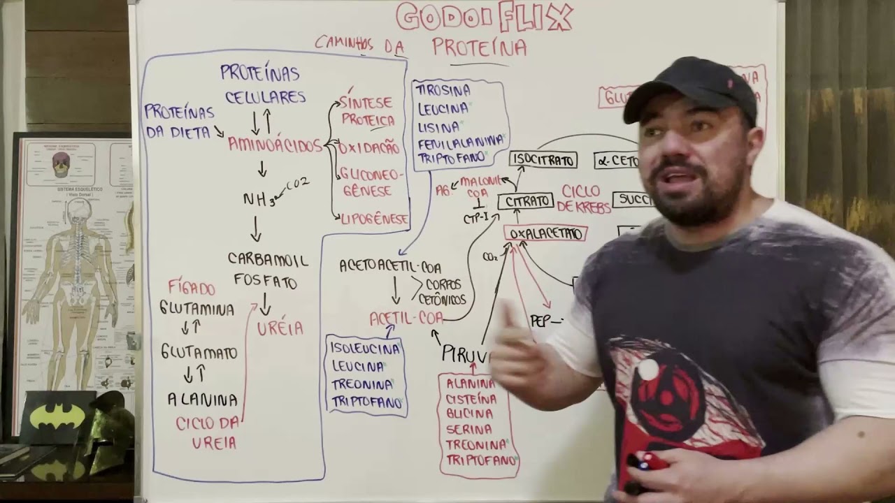 GodoiFLIX - Caminhos da prote&iacute;na