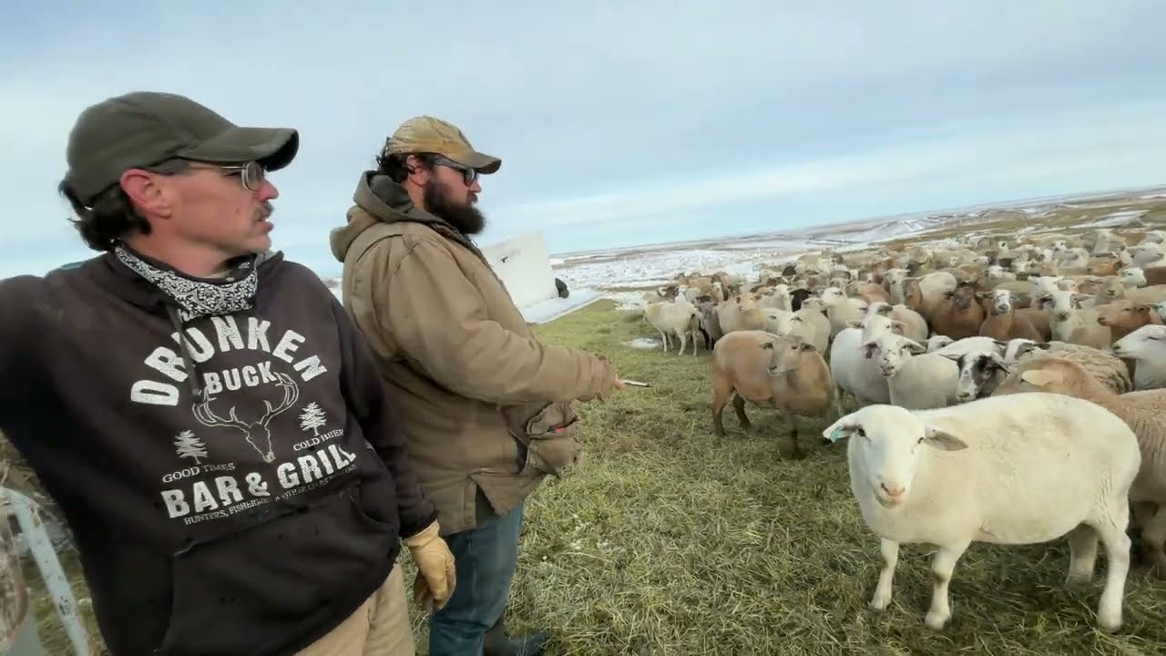 Visiting 406regen - Sorting Ram Lambs
