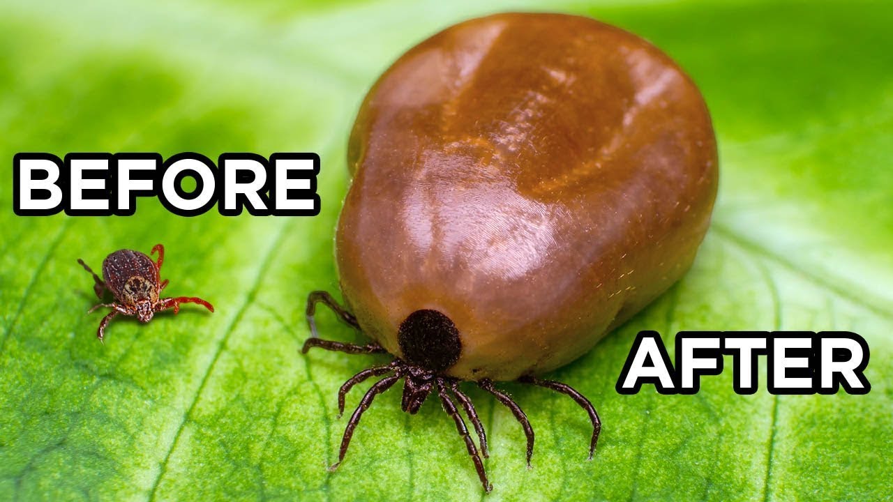 Why You Should Fear the World’s Deadliest Insects