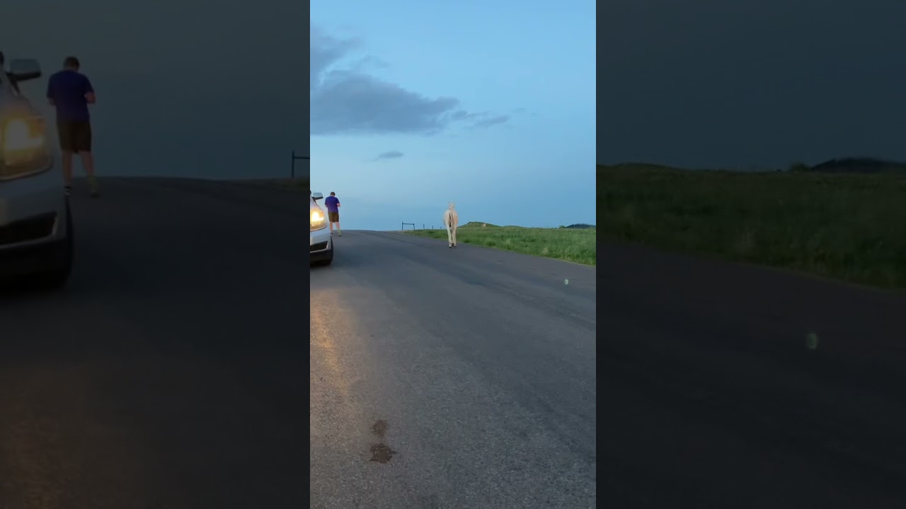 Wild donkey screams