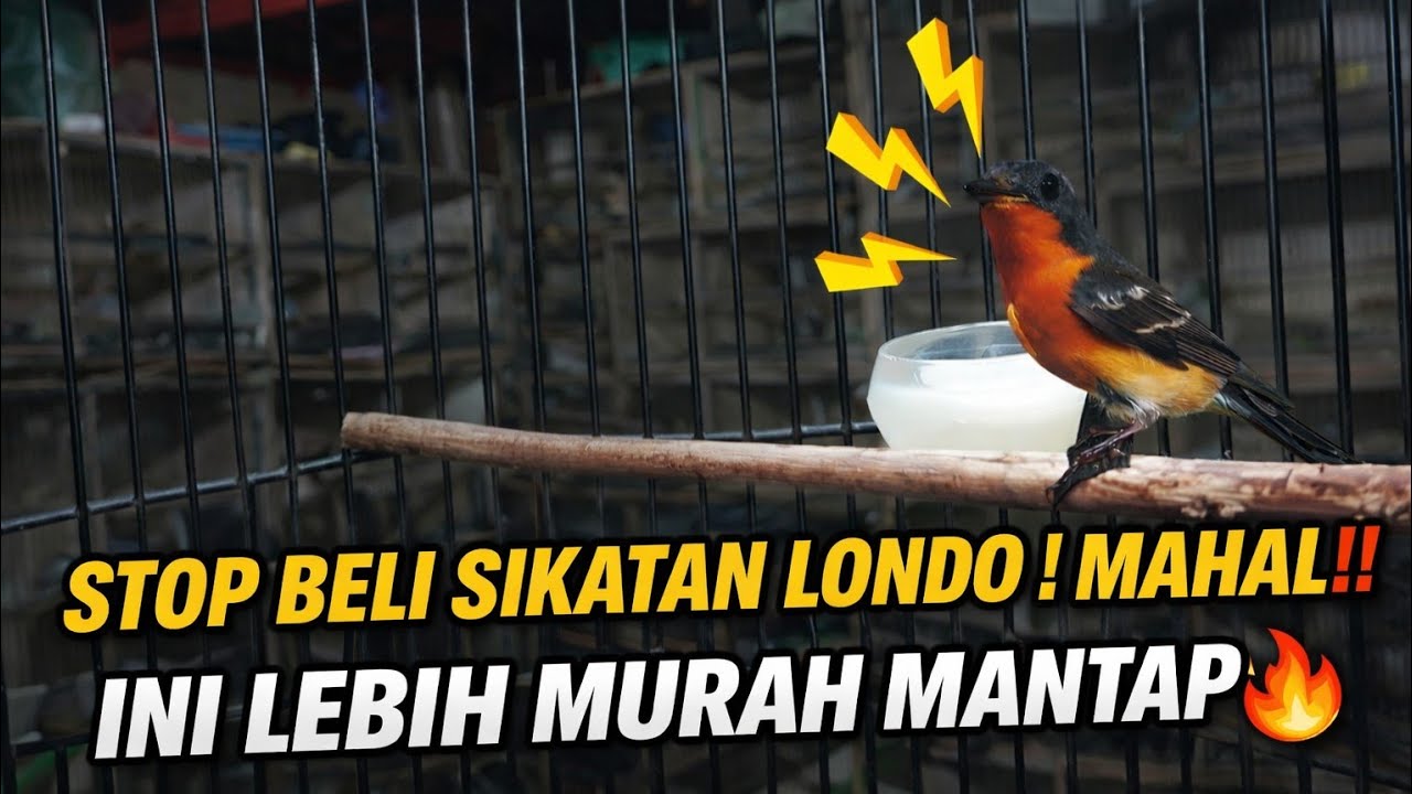 BUAT APA BELI SIKATAN LONDO‼️ MAHAL BURUNG INI AJA‼️ MURAH TAPI MANTAP 🔥🔥