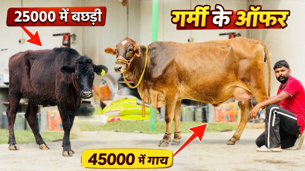 25000 में बछड़ी, 45000 में गाय 😳 20 -25 लीटर दूध वाली 4 गाय, 4 बछड़ीयां बिकाऊ, 4 Cows 4 Heifers Sale