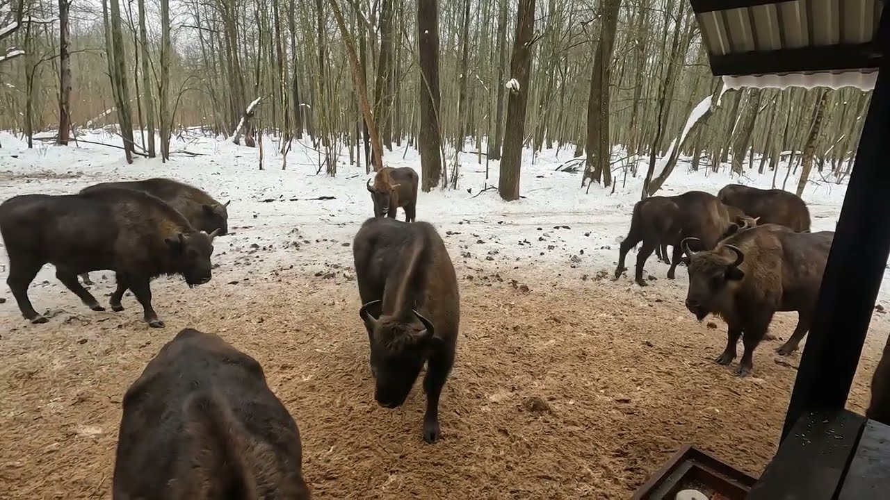 Последние исполины