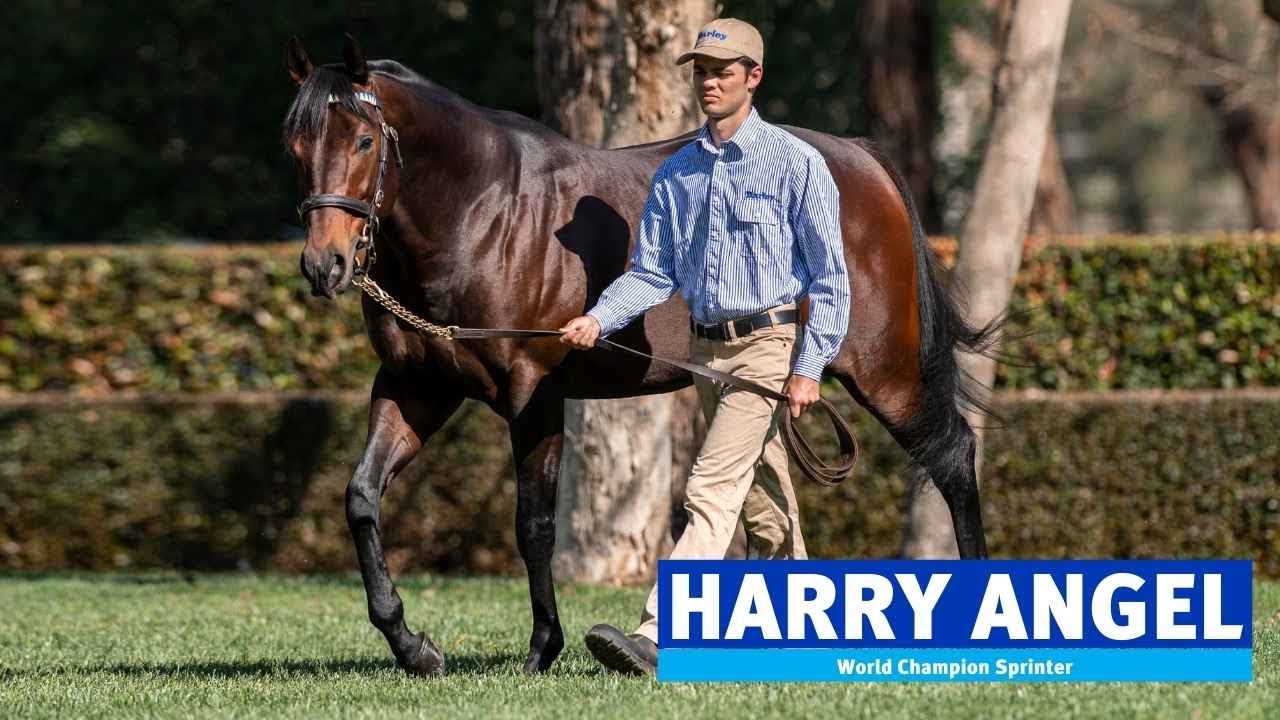 AUS: Harry Angel 2022 Stallion Showreel