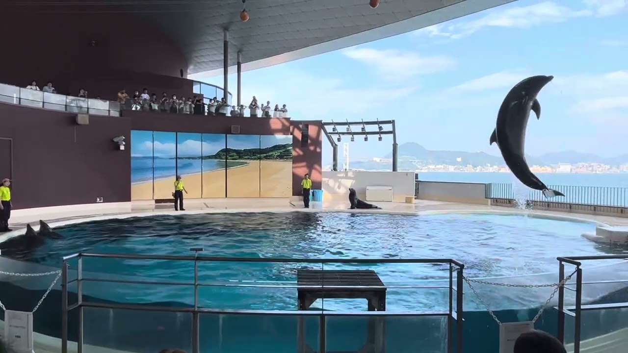 海響館イルカショー2023.9.16