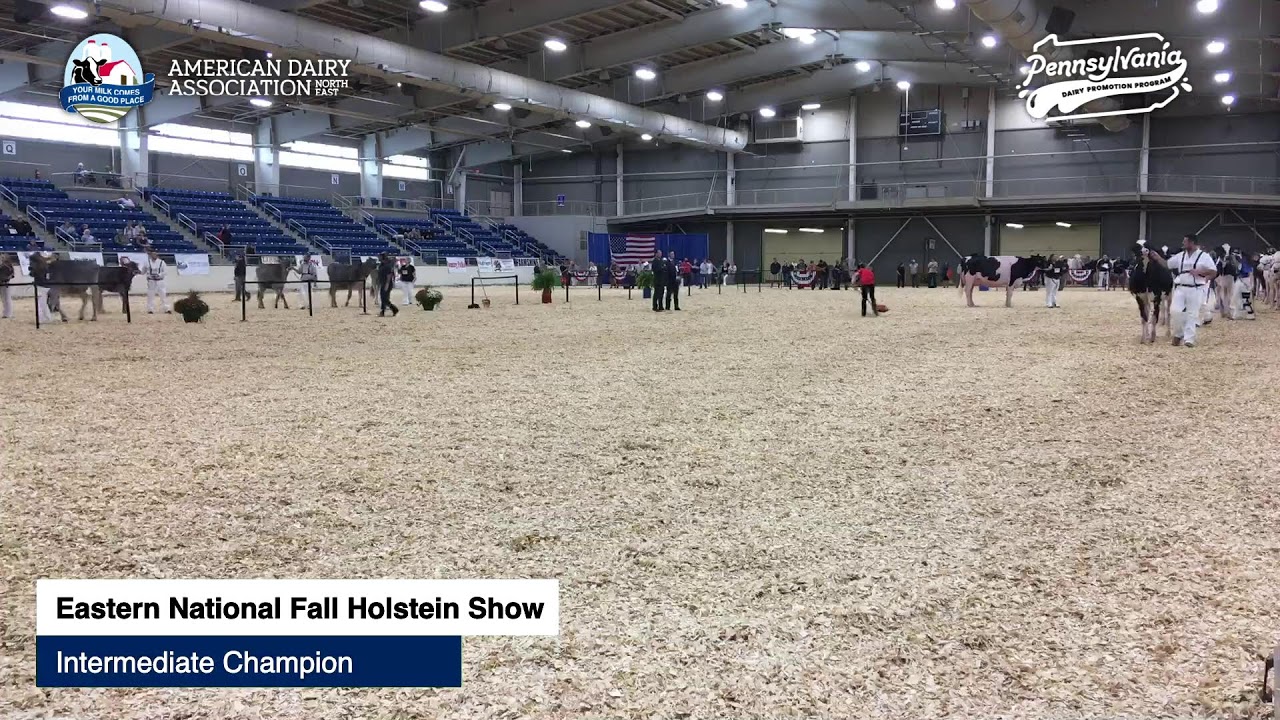 2025 AADS Equine Arena - DAY 3 (Part 1)
