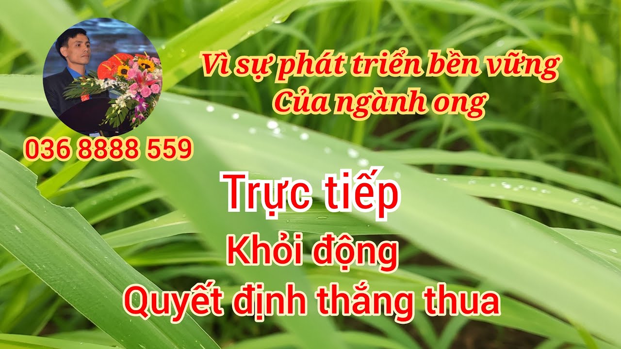 Khởi động, quyết định thắng thua! #ktnuôiong #honey #nuôiongtầngkế 