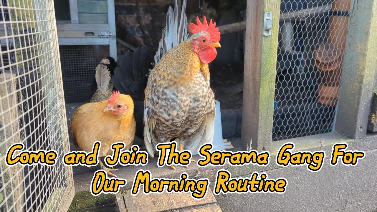 Serama Gangs Morning Routine | Little Chickens Morning Routine #serama #chicken #birds #morningshow