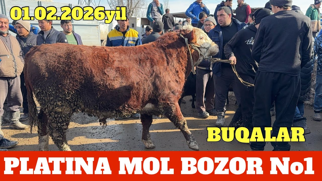 PLATINA MOL BOZOR BUQALAR NARXLARI DAXSHAT BO'LDI BOZORDA SAVDOLAR AVJIDA 