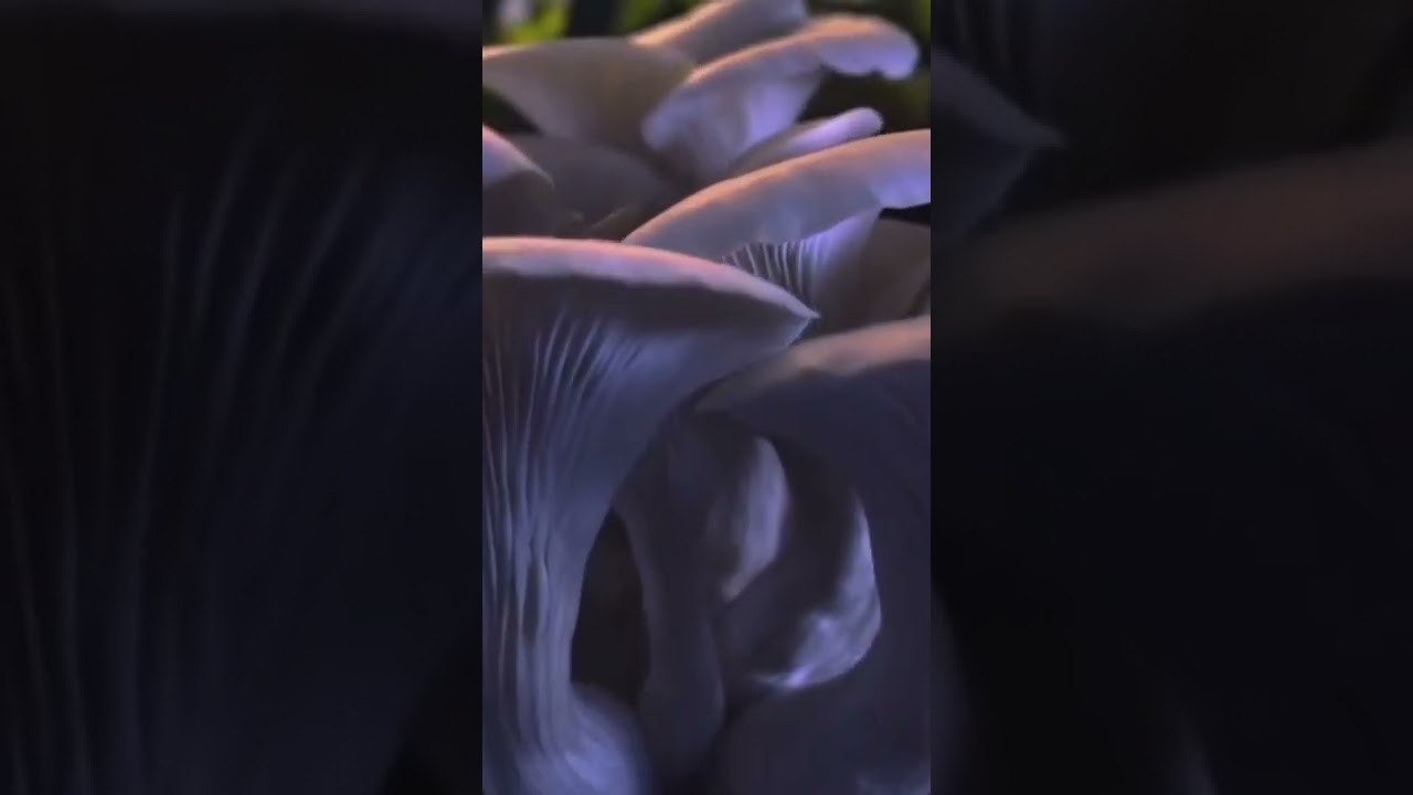 MICROCYBIN
