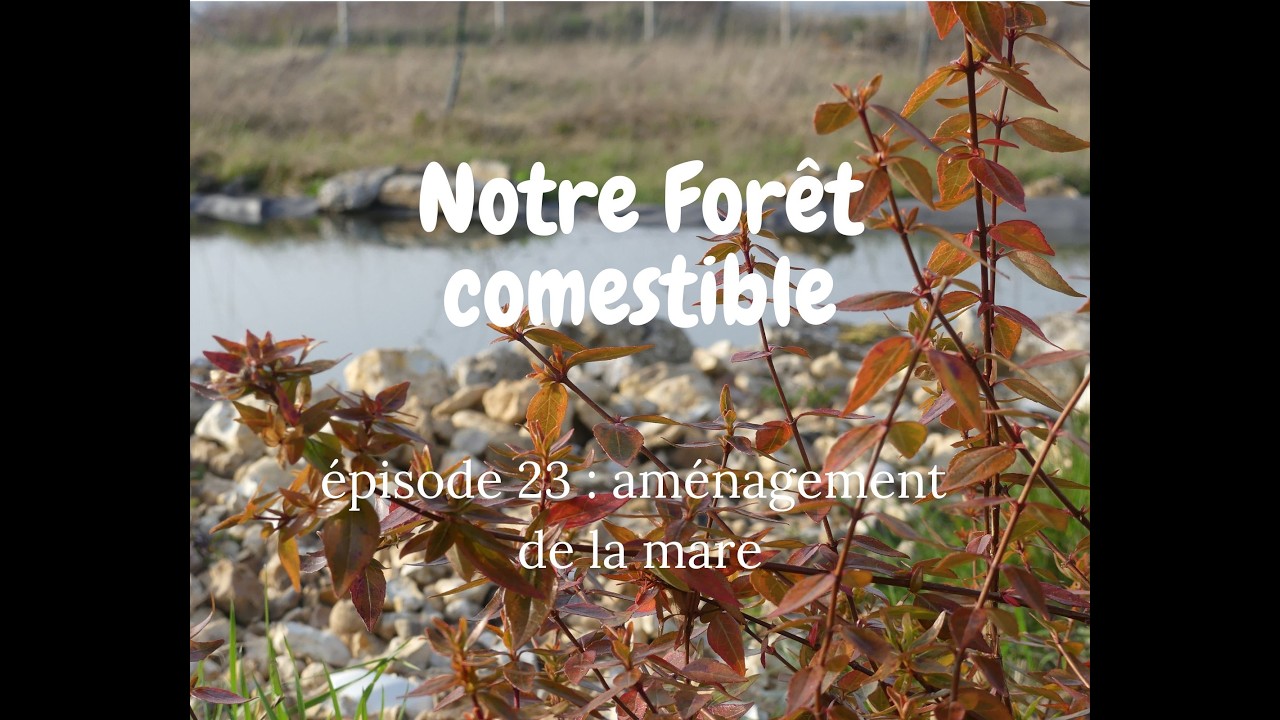 Notre Forêt comestible // épisode 23 : aménagement de la mare