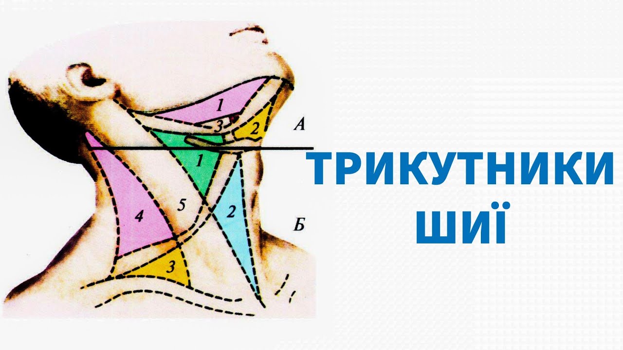 Трикутники шиї
