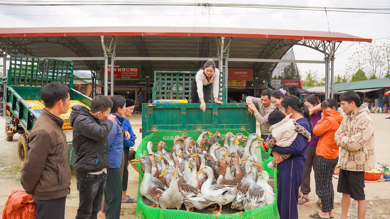 Harvesting 200 Ducks of Farmers - Use Trucks To Transport Many Ducks Gose To Market Sell