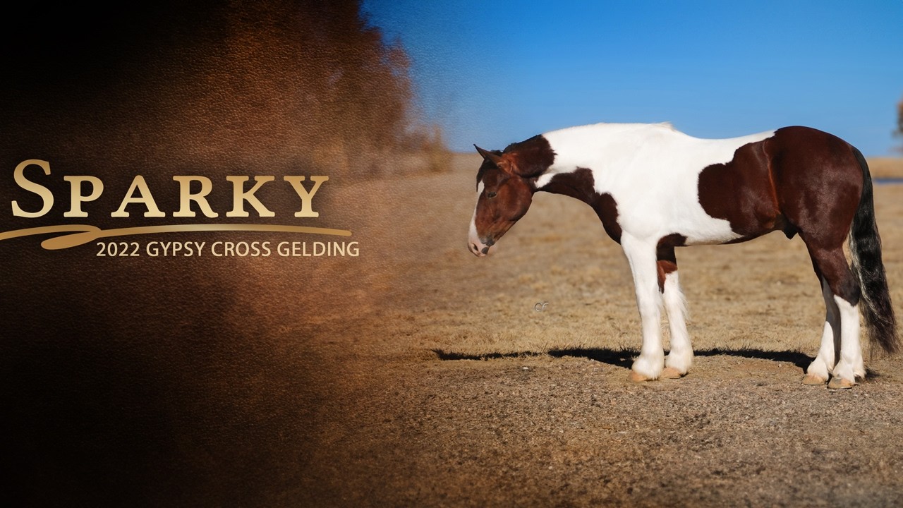 Sparky - 2022 Gypsy Cross Gelding