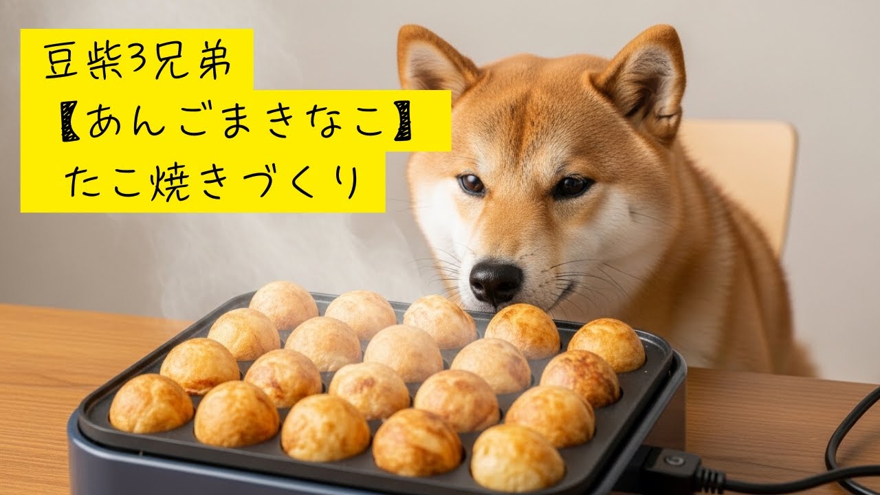 豆柴3兄弟【あんごまきなこ】たこ焼きづくり・Shibainu Trio's Making Takoyaki
