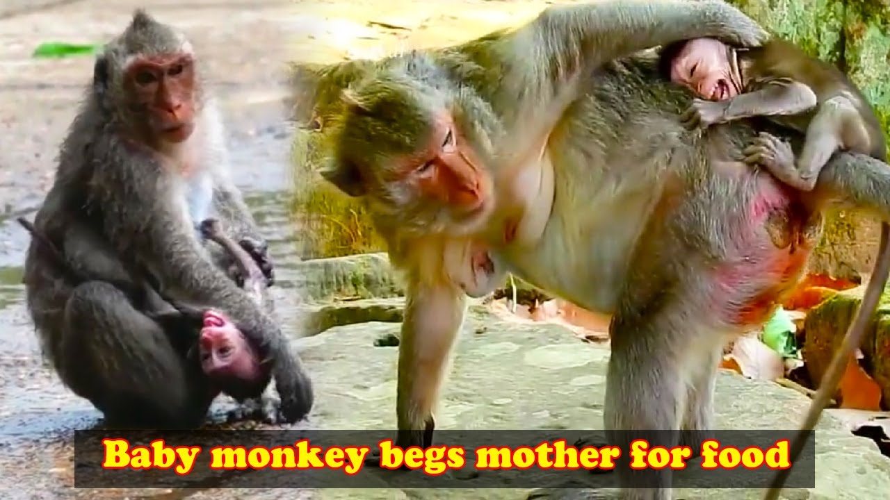 The hungry baby monkey begged his mother for food, but unexpectedly got beaten by her.